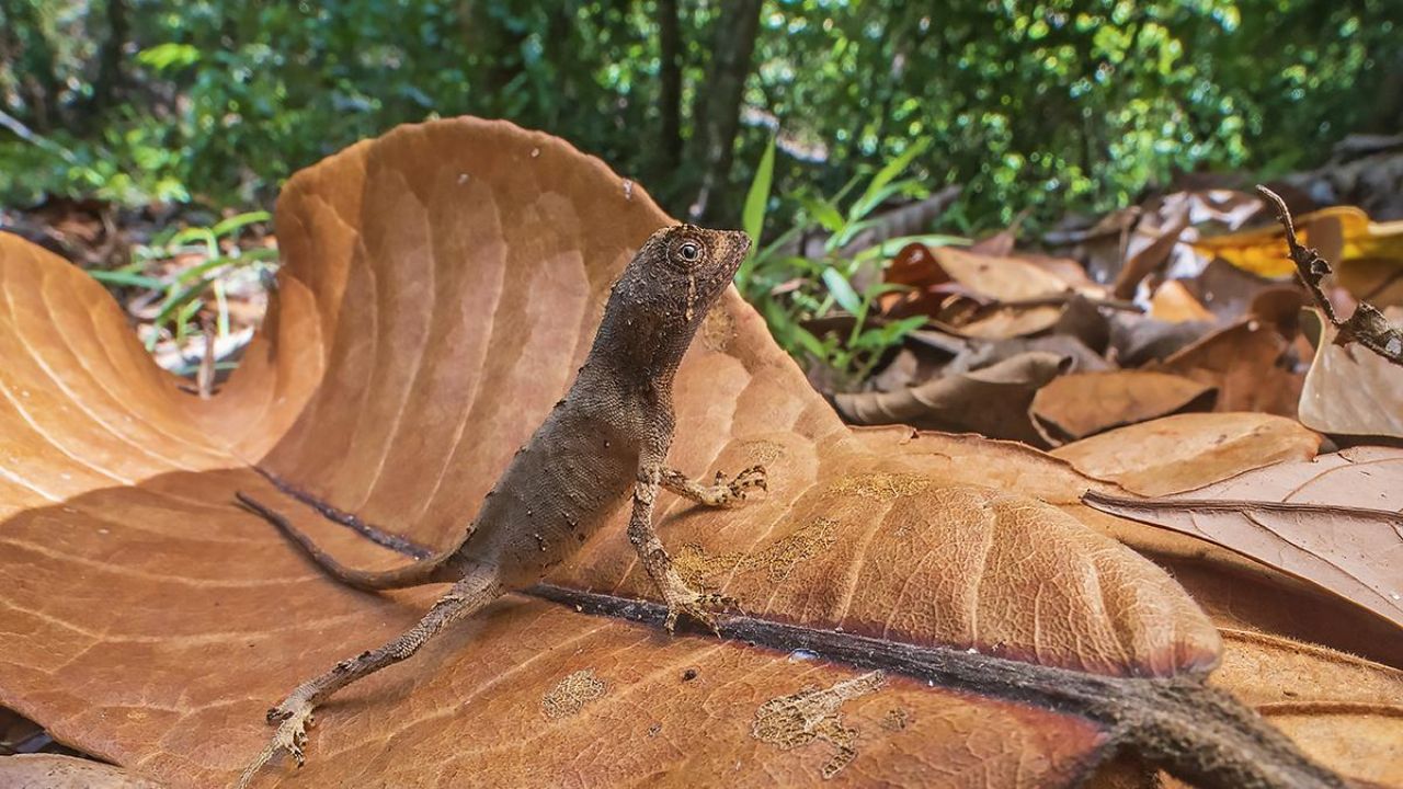 Usthadian Academy / Scientists Discover New Kangaroo Lizard Species In Western Ghats: A “Diminutive Dragon”